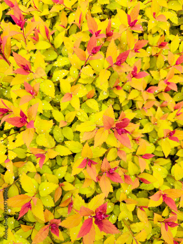 Wallpaper Mural Close-up of a bush with small yellow and red leaves covered with raindrops Torontodigital.ca