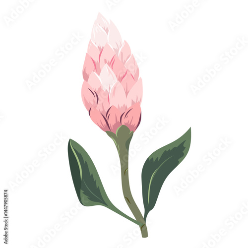Pink protea flower bud. Sugarbush blooming flower with bud. Beautiful cultivated exotic flowering plant. Floral vector illustration isolated on white background