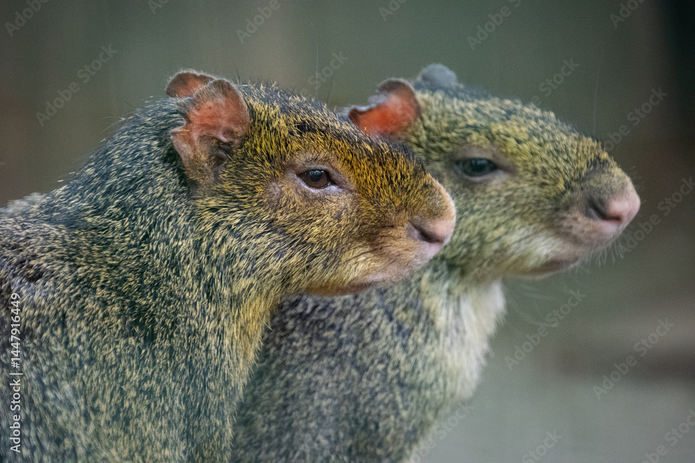 Obraz premium Close up of Azara's agouti