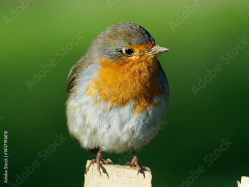rouge gorge