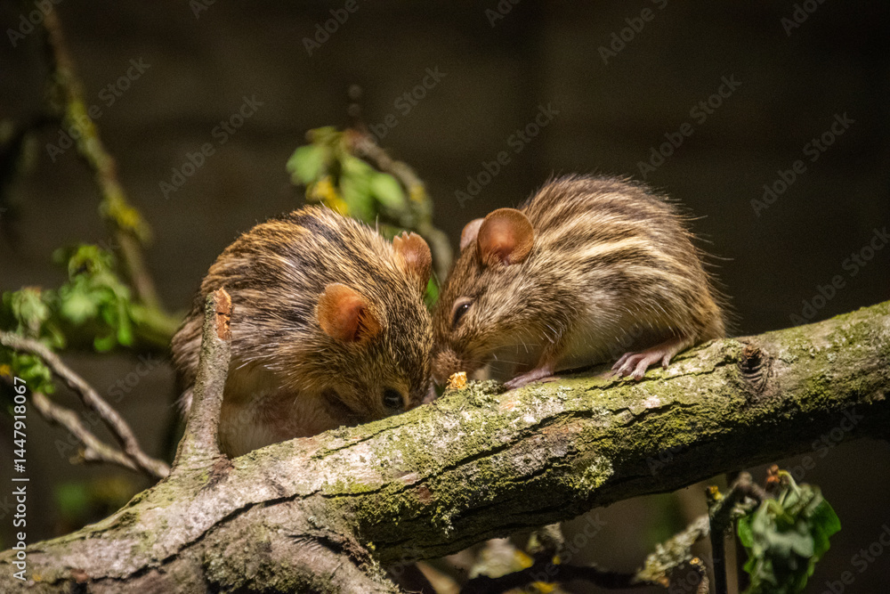 Obraz premium Typical striped grass mouse close up