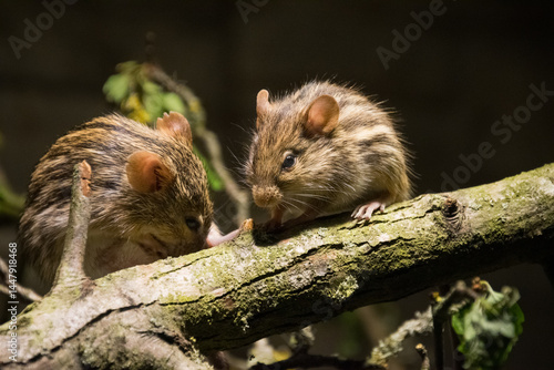 Typical striped grass mouse close up