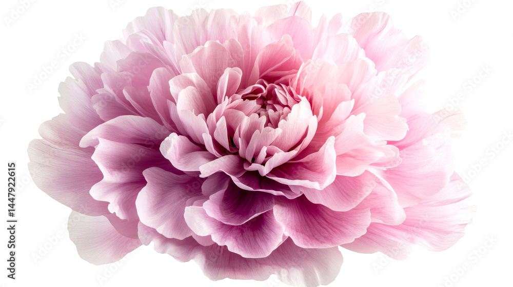Soft pink peony bloom with layered petals, floral design element, cut out transparent Soft pink peony bloom with layered petals, floral design element, cut out transparent