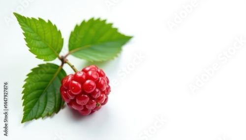 Single ripe foxberry and lush green leaves against pure white backdrop , leaf, berry, illustration