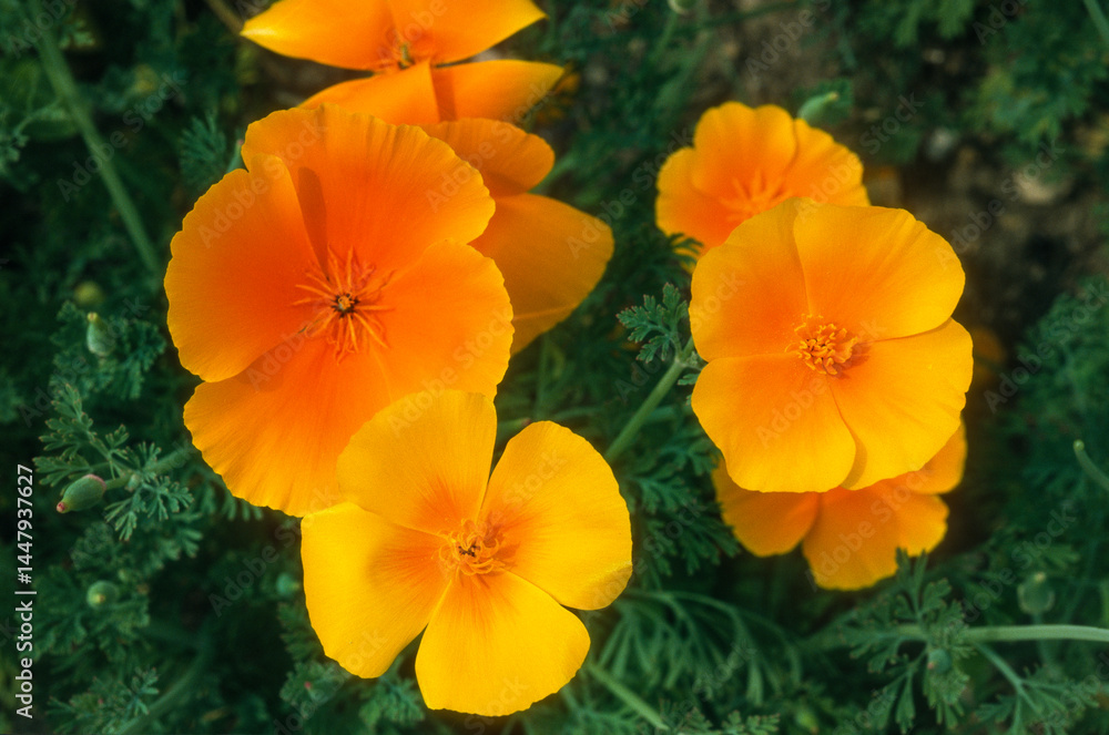 Eschscholzia californica , Pavot de Californie