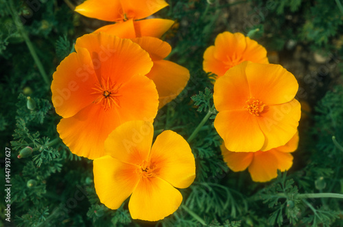 Obraz na płótnie Eschscholzia californica , Pavot de Californie w salonie