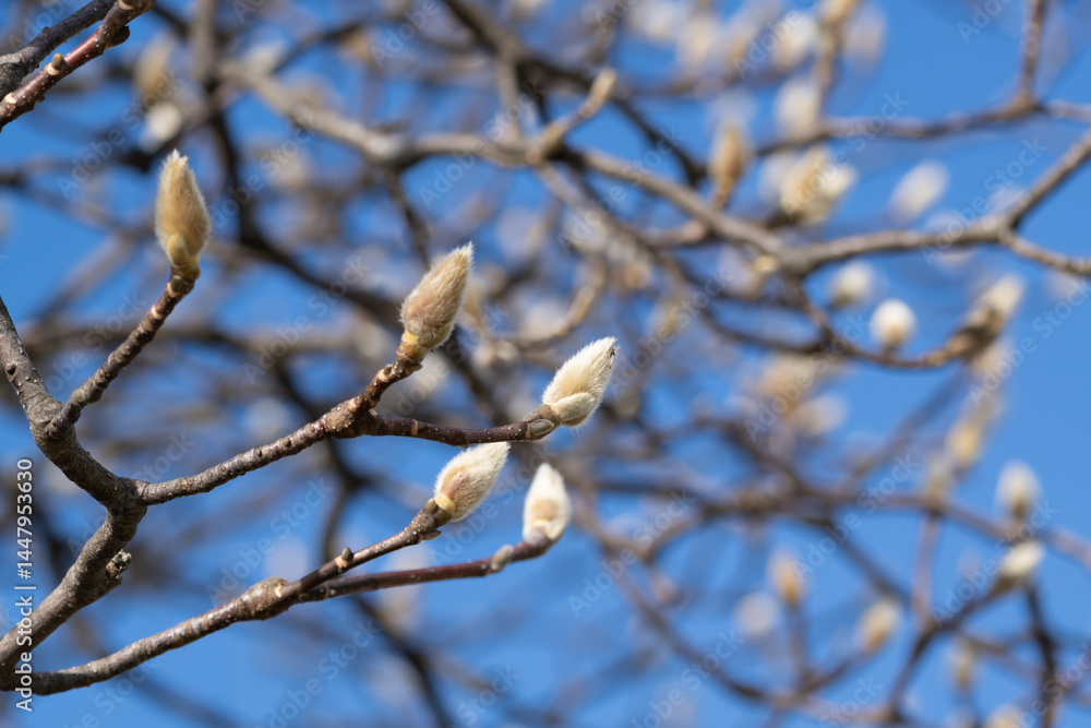 Fototapeta premium Close-up of winter buds of Magnolia denudata.