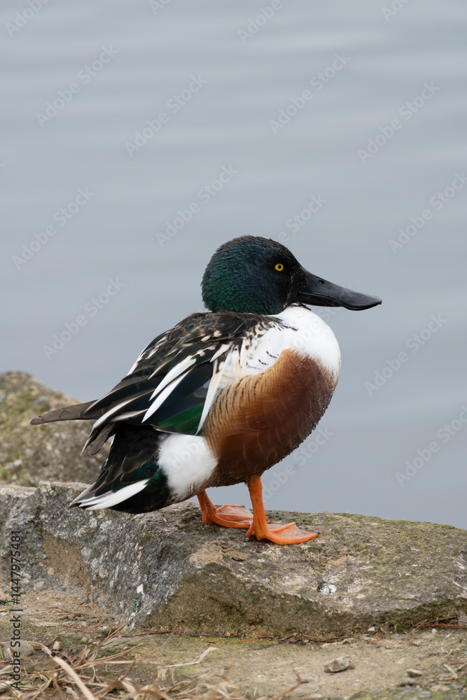 Fototapeta premium Side view of a wild male Northern Shoveler near the pond, binomial name Spatula clypeata