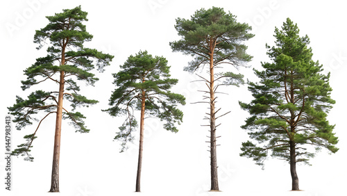tree isolated on white background