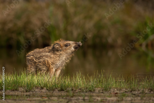 Wild boar (Sus scrofa). Piglet raising head with nose in air. Wet grassland by pond. Serene and observant posture.