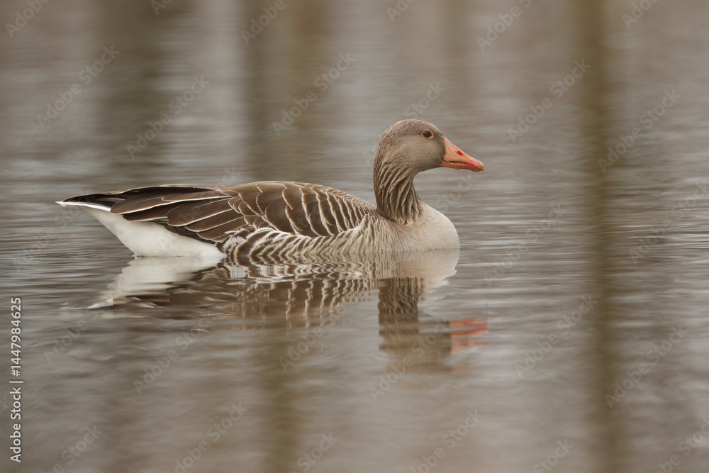 Fototapeta premium anser anser reflecting in the lake, cute greylag goose on the pond, slightly grooved water surface, gray shimmering lake, light waves