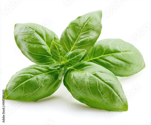 basil leaves isolated