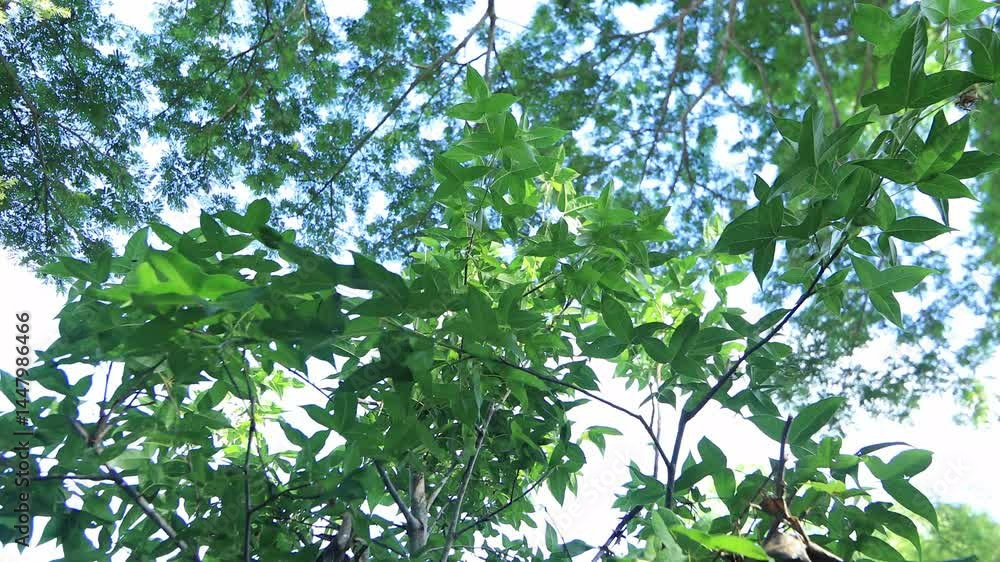leaves of trees, nature concept leaves of trees, nature concept