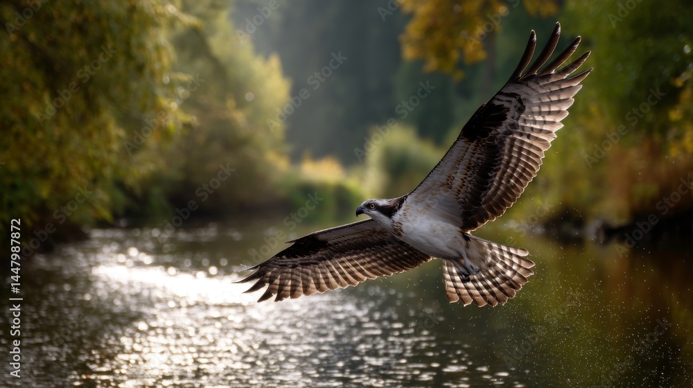Obraz premium osprey in flight over river in autumnal forestkeywords: osprey, bird, flight, river, forest, autumn, nature, wildlife, photography, water, wings, bird of prey, wild, outdoors