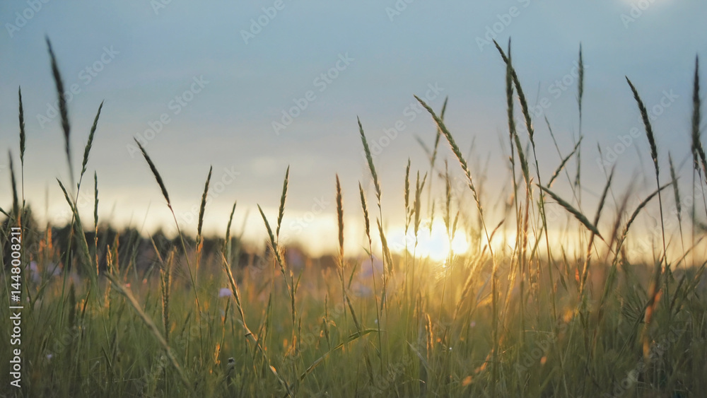 Obraz premium Sunset landscape with tall grass, suitable for nature and outdoor-themed projects