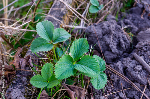 Strawberry plants in spring garden after snow melt