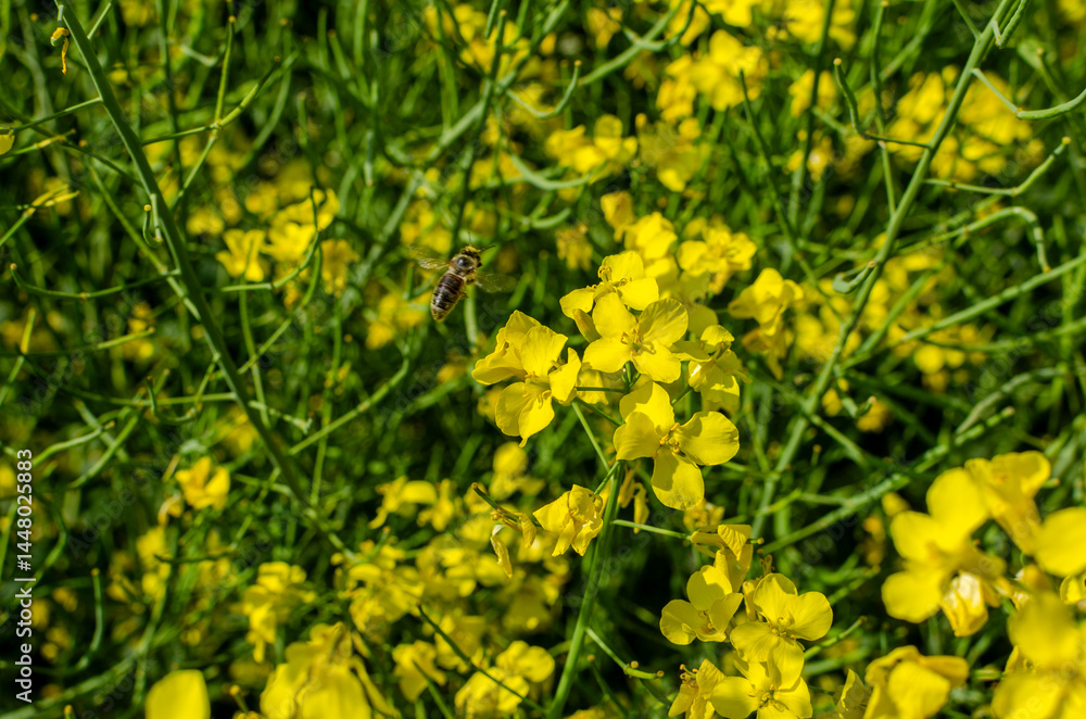 Obraz premium Close-up of yellow blooming rapeseed flowers. A detailed close-up shot of vibrant yellow rapeseed flowers in full bloom. 