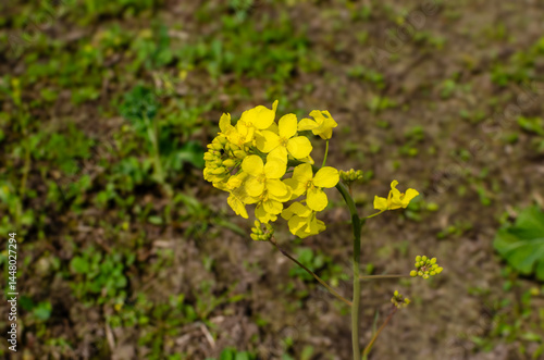 Close-up of beautiful yellow rapeseed flowers with blurred background.