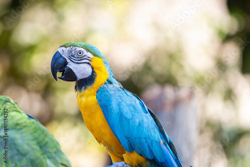 Ara ararauna, also known as the blue-and-gold macaw, is a large South American parrot with blue top parts and yellow under parts. Parrot bird, blue-and-yellow macaw in portrait profile.  