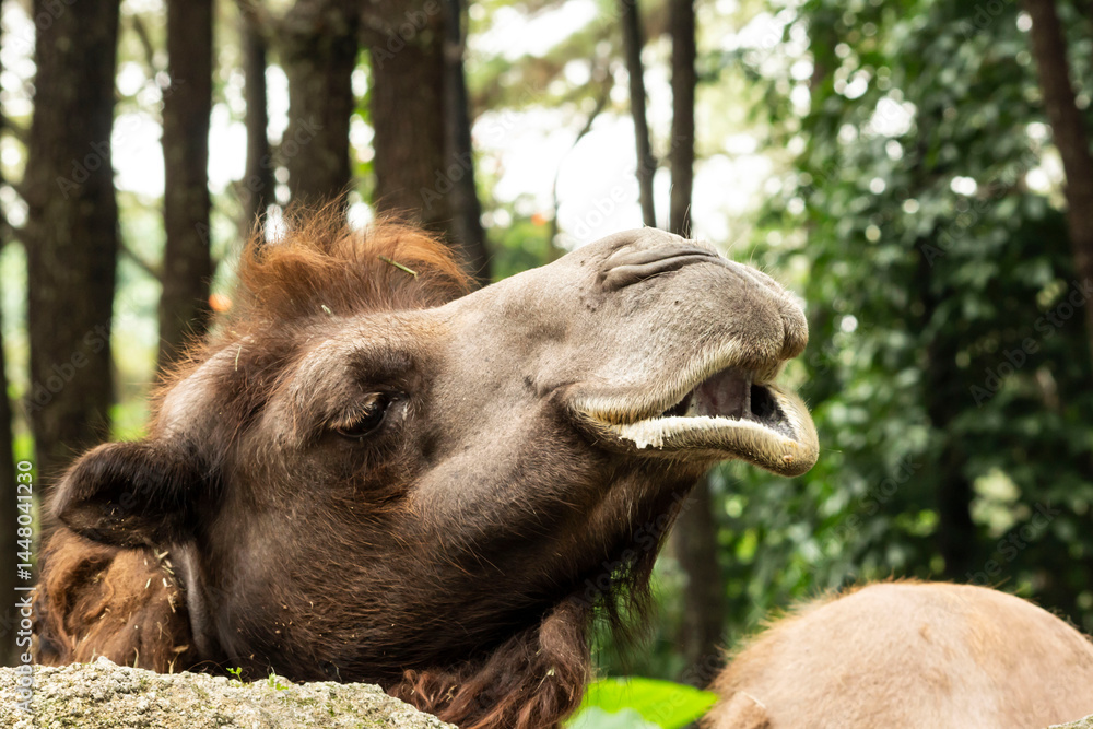 Obraz premium portrait of a camel