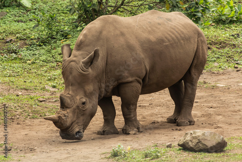 rhino in the wild