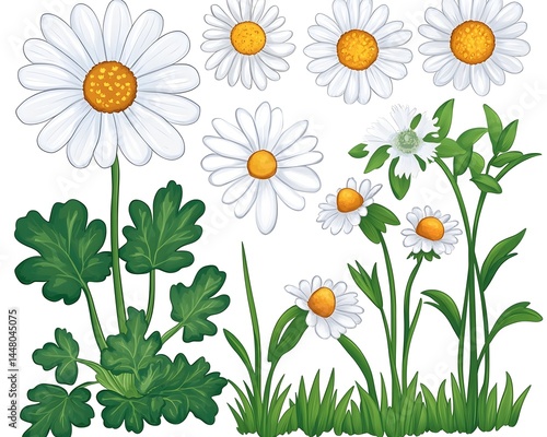 Collection of white daisies in various stages of growth, showcasing flowers, buds, and foliage against a white background