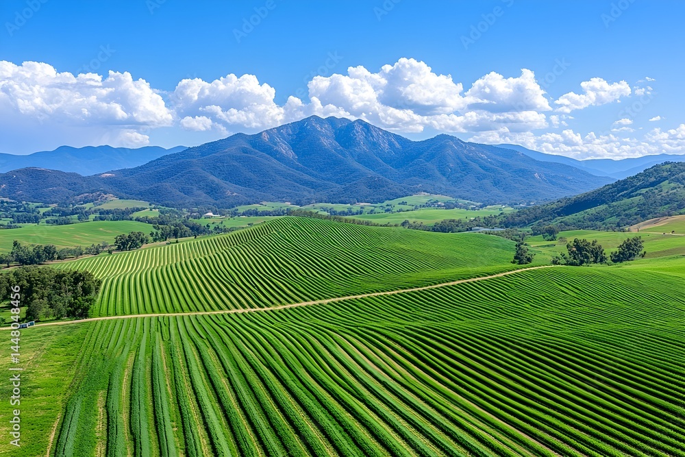 Lush green vineyards stretch across rolling hills, a majestic mountain range provides a stunning backdrop under a vibrant blue sky dotted with fluffy white clouds Lush green vineyards stretch across rolling hills, a majestic mountain range provides a stunning backdrop under a vibrant blue sky dotted with fluffy white clouds