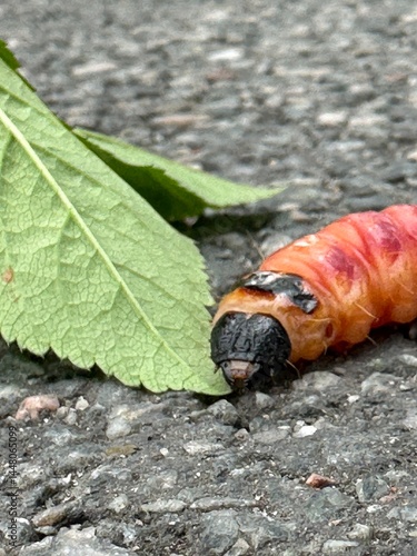 colorado potato beetle