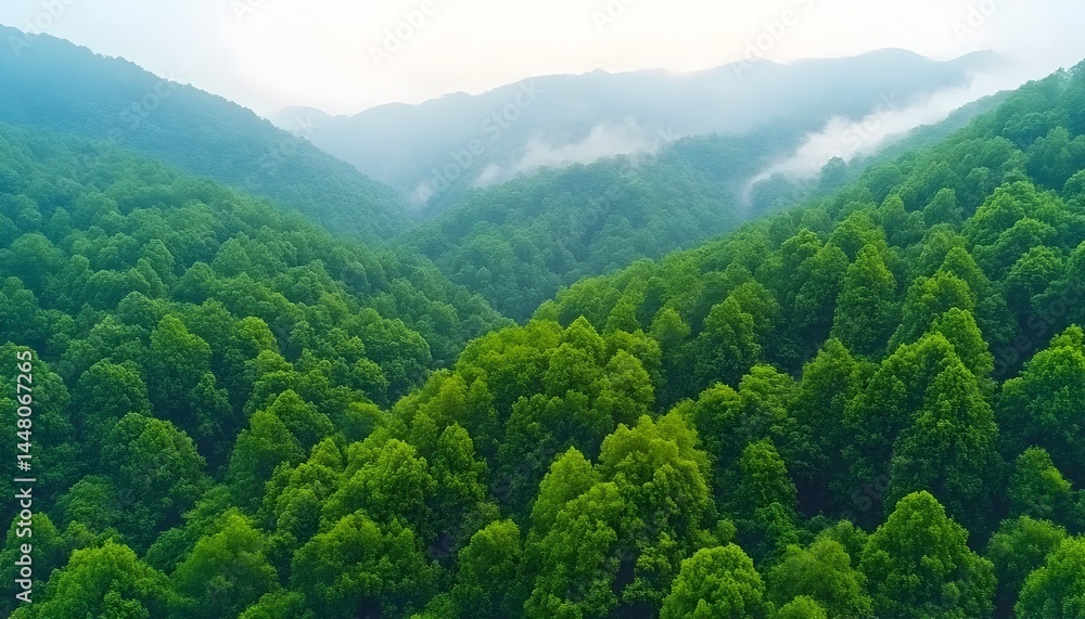 Obraz premium Lush green forest valley shrouded in morning mist, rolling hills, vibrant foliage