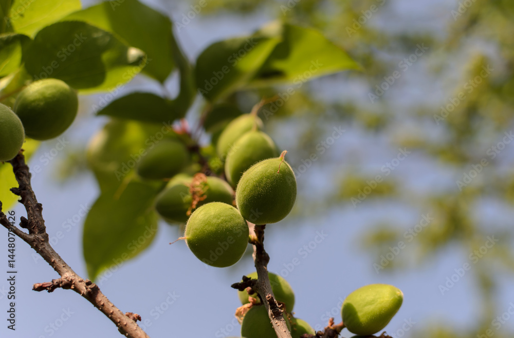 green apricot fruits on a branch against a blue sky background green apricot fruits on a branch against a blue sky background