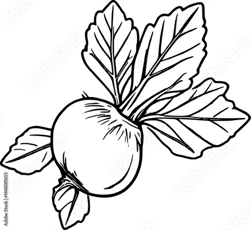 Stylized Vegetable Illustration: Fresh White Turnip With Vibrant Green Leaves Isolated On White Background