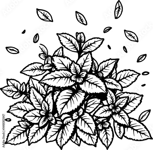 Fresh Green Mint Plant With Scattered Leaves Aromatic Herb Illustration On White Background