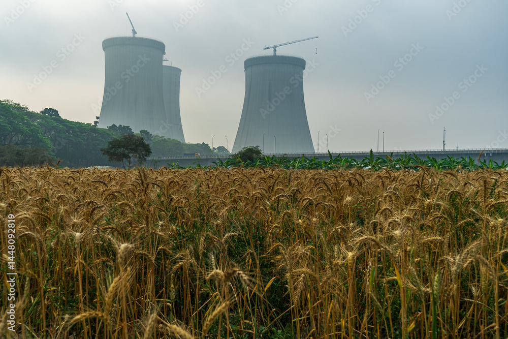 Cooling towers of nuclear power plant rising behind field of ripe wheat. industrial infrastructure with nature under a cloudy sky, contrast between agriculture and industry.