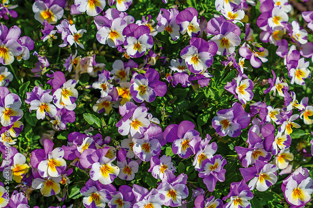 Naklejka premium colorful spring flowers