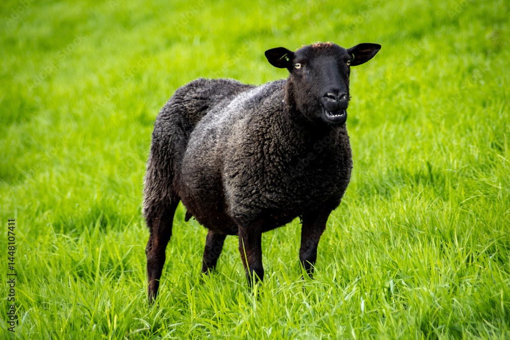 Schwarzes Schaf auf dem Deich in Südfriesland in der Nähe von Makkum Schwarzes Schaf auf dem Deich in Südfriesland in der Nähe von Makkum