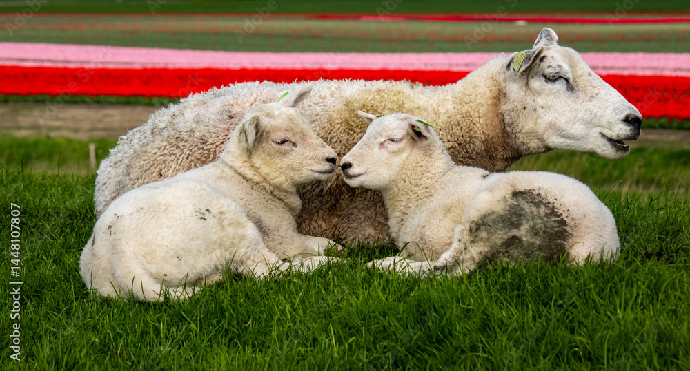 Obraz premium sheep and lambs relaxing on gras 