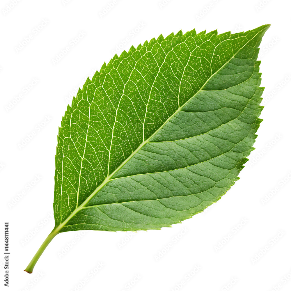 Obraz premium Green leaf icon isolated on a transparent background