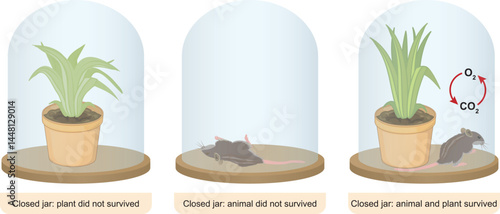 Joseph Priestley's experiment with a plant and a mouse (Photosynthesis-respiration)