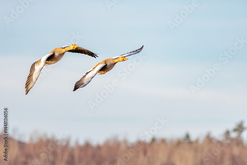 Obraz na płótnie greylag geese w salonie