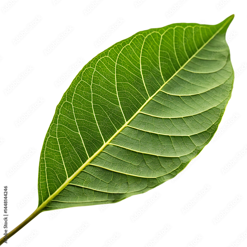 Obraz premium Tree leaf isolated on a transparent background