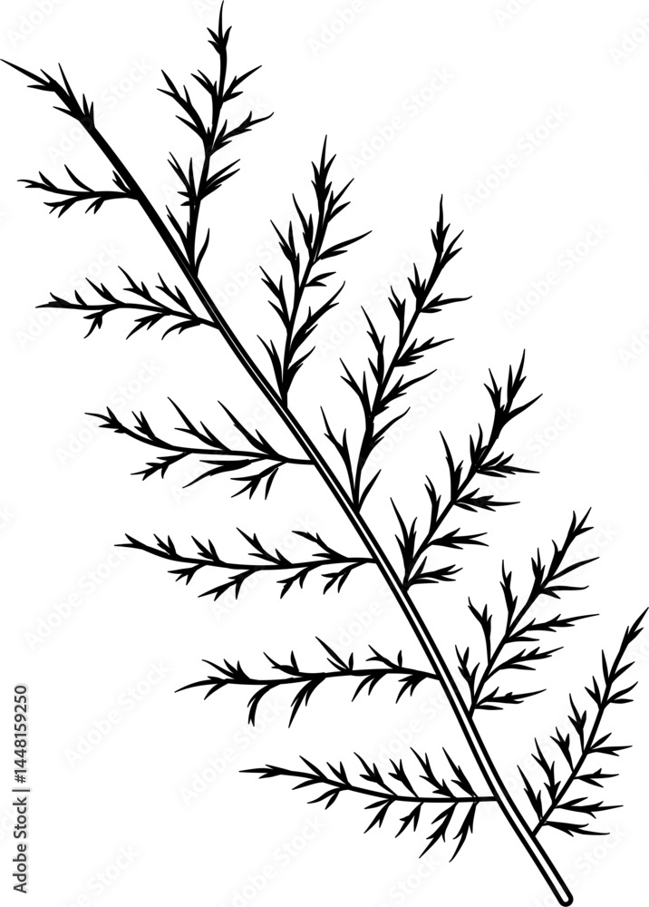 Naklejka premium Juniper leaf outline vector