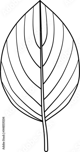 Dogwood leaf outline vector