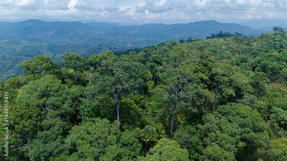 Fototapeta premium A dense tropical rainforest stretches across rolling hills under a cloudy sky, with distant mountains visible in the background.