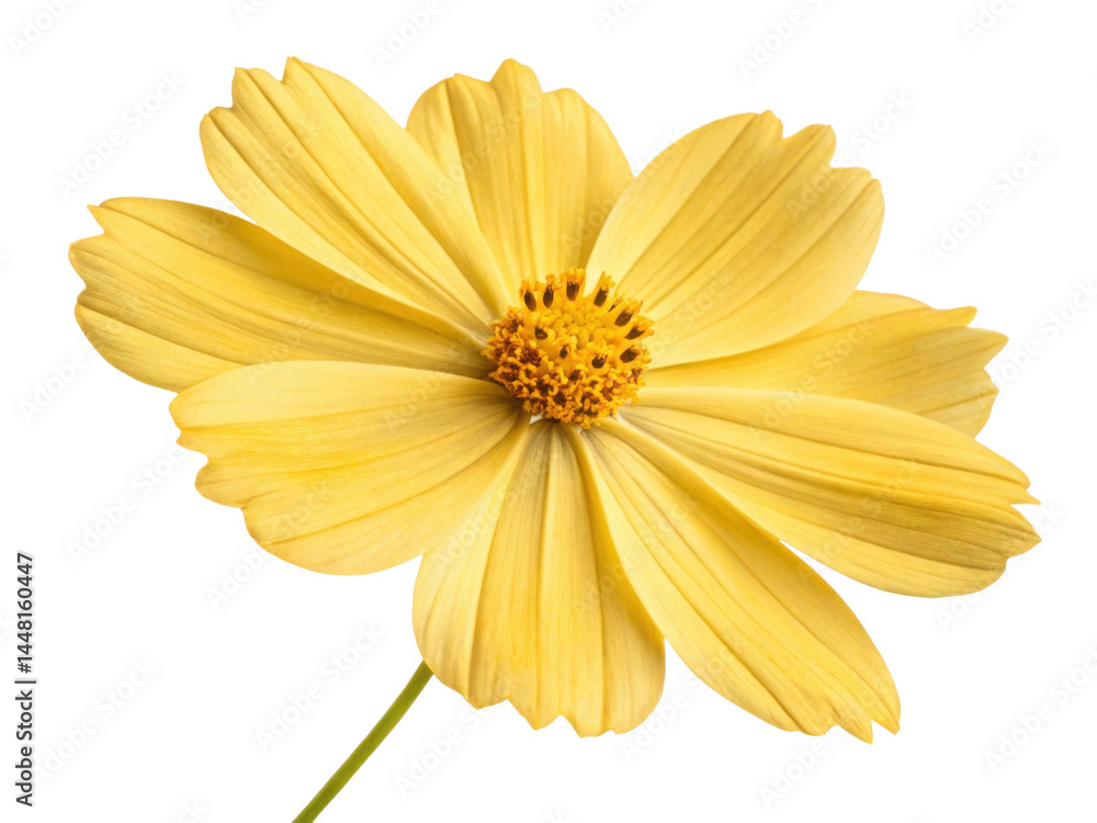 Obraz premium Bright yellow flower blooms with delicate petals spreading wide like cosmos in peaceful sky, radiating natural beauty and calm