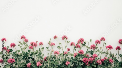 Flat composition of red clover with sharp focus on floral texture, clean botanical white background