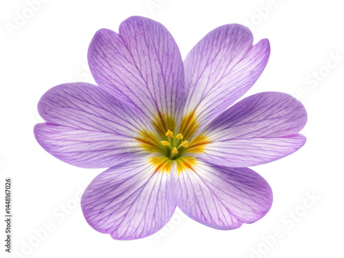 Beautiful primrose flower with delicate purple petals and vibrant yellow center showcases nature elegance and charm