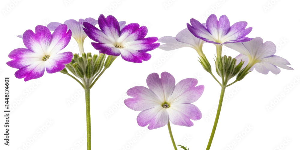 Beautiful verbena flowers bloom in vibrant shades of purple and white, creating stunning display of nature artistry Beautiful verbena flowers bloom in vibrant shades of purple and white, creating stunning display of nature artistry