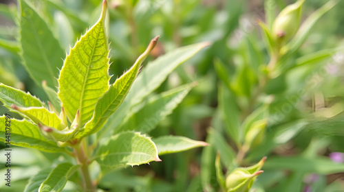 Wallpaper Mural Izba Torontodigital.ca
