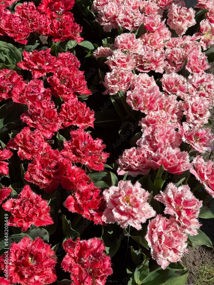Fototapeta premium red and white tulips, spring, fields, background, fluffy tulips