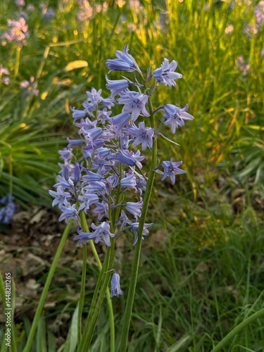 Hyacinthoides hispanica. Hyacinth. Close up. Blue flower. Spring flower
